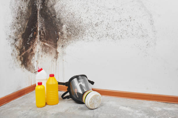 Crawl Space Mold Removal in Nesconset, NY