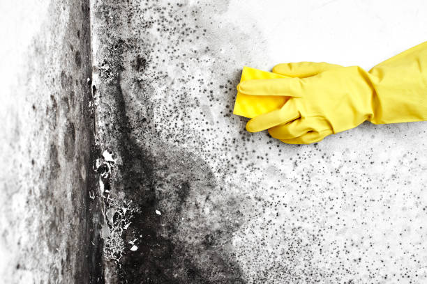 Best Residential Mold Removal  in Nesconset, NY