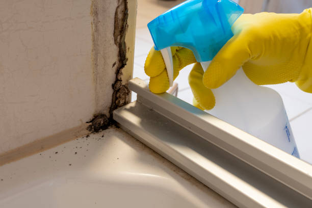 Best Mold Testing  in Nesconset, NY