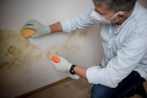 Best Commercial Mold Removal  in Nesconset, NY