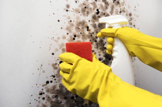 Best Fast Mold Removal  in Nesconset, NY