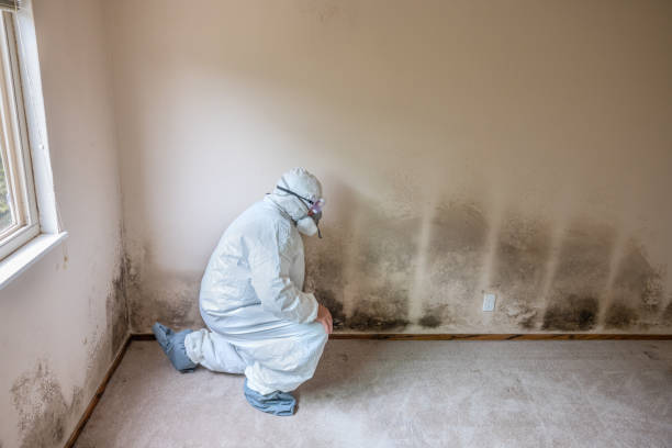 Best Attic Mold Removal  in Nesconset, NY