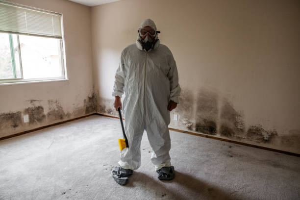 Office Mold Removal Services in Nesconset, NY