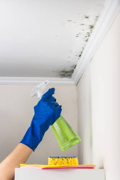 Best Mold Remediation Experts  in Nesconset, NY