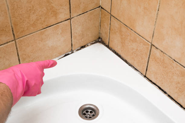Best Mold Remediation  in Nesconset, NY
